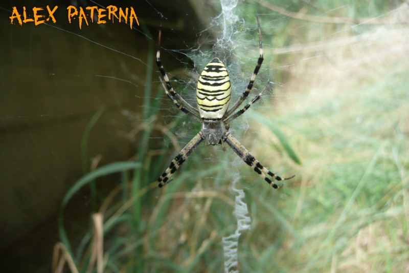 Steatda paykulliana, Argiope bruennichi, Araneneus angulatus